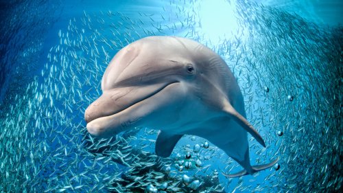 "Mit Flipper sprechen": Neues Google-Projekt soll Sprache der Delfine entschlüsseln