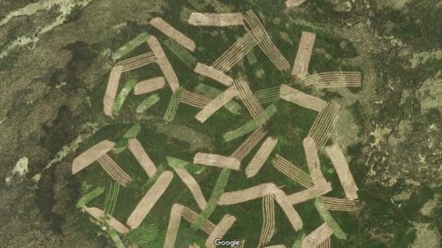 Google Maps: Darum ist dieser Wald gestreift