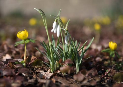 Garten im Frühling: So bereiten Sie Beete, Bäume und Rasen vor