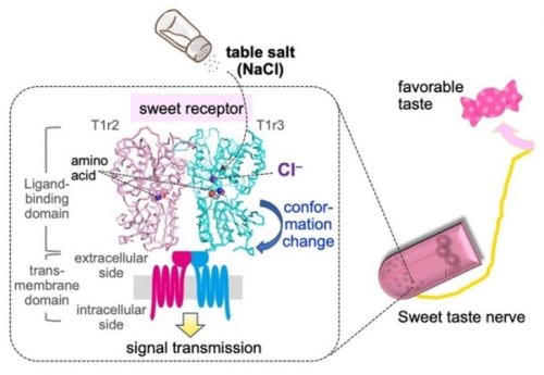 how-salt-can-taste-sweet-neuroscience-news-flipboard