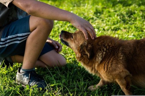 Petting Dogs Engages the Social Brain, According to Neuroimaging - Neuroscience News