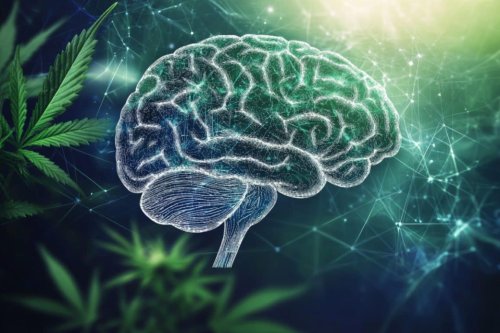 Cannabis Use Disorder Linked to Psychosis Brain Changes