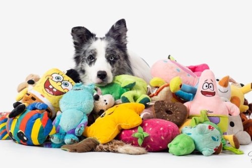 A Glimpse Into the Dog’s Mind: A New Study Reveals How Dogs Think of Their Toys