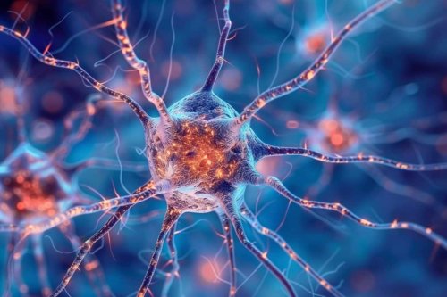 Brain Cells That Enhance Memory Focus and Storage Identified