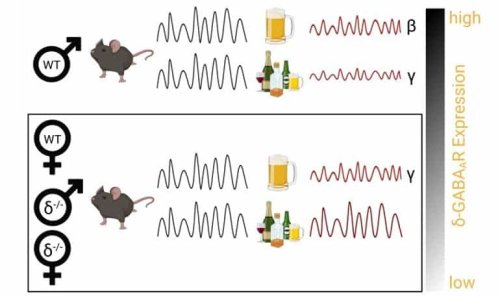 Alcohol Changes Brain Activity Differently in Male and Female Mice - Neuroscience News