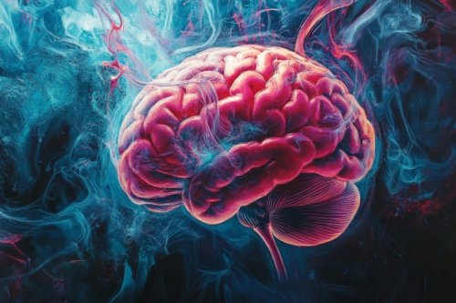 Hormone Cycles Reshape the Brain and Boost Learning