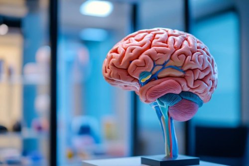 All Senses Activate Deep Brain Hubs for Focus and Consciousness - Neuroscience News