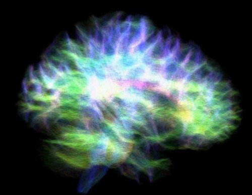 Most Detailed Map of Brain’s Memory Hub Finds Connectivity Puzzle - Neuroscience News