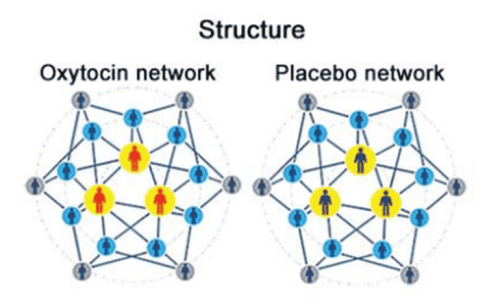 Oxytocin Spreads Cooperation in Social Networks - Neuroscience News