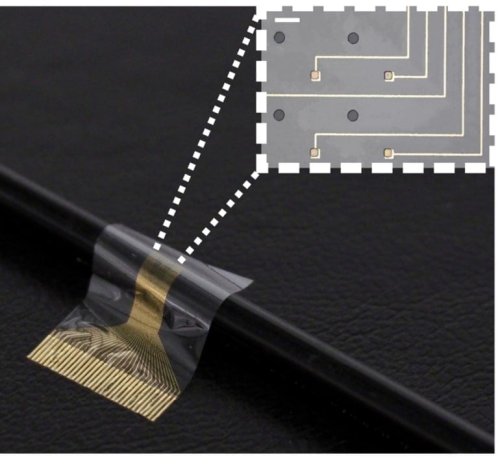 “Biohybrid” Device Could Restore Function in Paralyzed Limbs - Neuroscience News