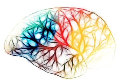A Gut-Brain Connection for Social Development