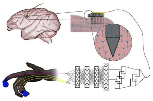 Simple Neural Networks Outperform More Complex Systems for Controlling Robotic Prosthetics - Neuroscience News