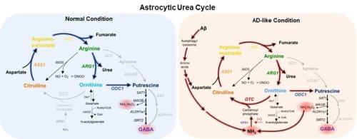 How the Astrocytic Urea Cycle in the Brain Controls Memory Impairment in Alzheimer’s Disease