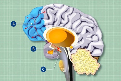 Cells That Control Hunger Affect Brain Structure and Function - Neuroscience News