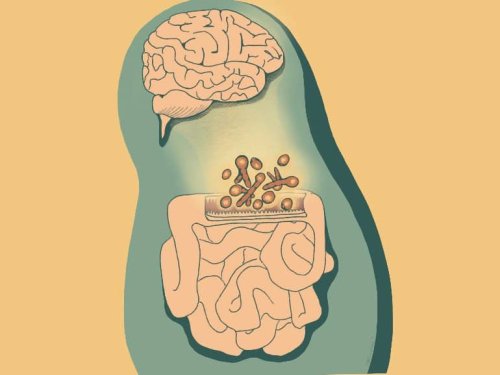 Preclinical Study Finds Gut Fungi Influence Neuroimmunity and Behavior - Neuroscience News