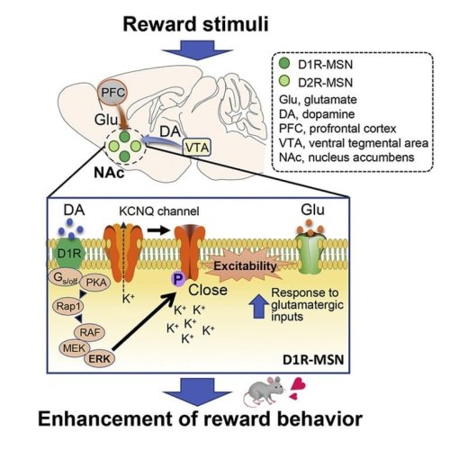 Unraveling the Reward Behavior: The Mechanisms Underlying the Dopamine Signaling Pathway - Neuroscience News