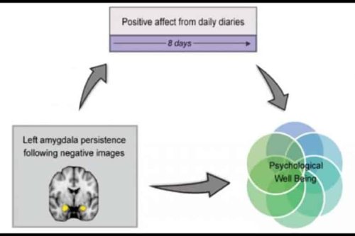 Negative Mood Linked to Prolonged Amygdala Activity - Neuroscience News