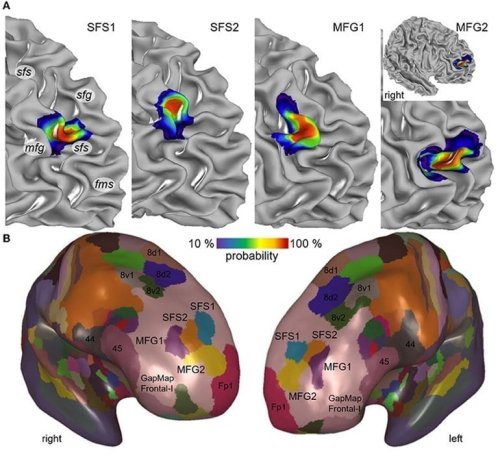 Four New Brain Areas Involved In Many Cognitive Processes Mapped ...