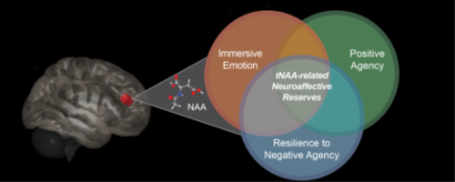 Study Delves Into Emotional Wellness in the Human Brain - Neuroscience News