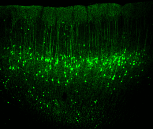 New Findings on Neuronal Activities in the Sensorimotor Cortex - Neuroscience News