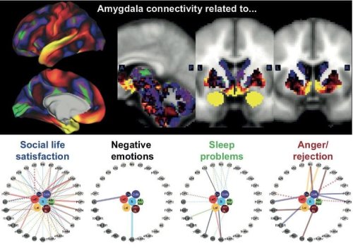 The Relationship Between Particular Brain Circuits and Different Aspects of Mental Well-Being - Neuroscience News