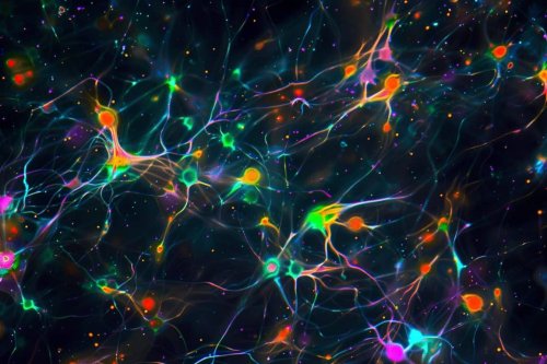 Interneurons Guide Neural Transitions During Brain Development