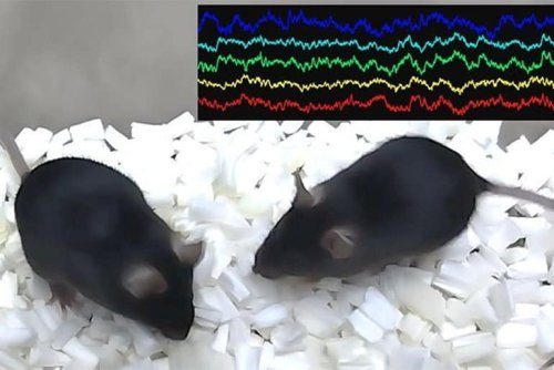 Researchers Uncover Brain Waves Related to Social Behavior - Neuroscience News