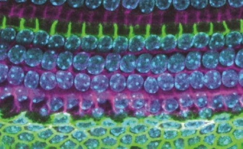 Tracing the Origins of Hearing