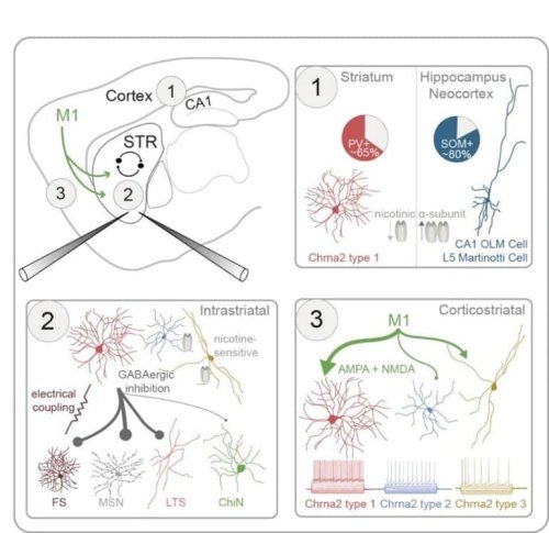 Synaptic Connectivity of a Novel Cell Population in the Striatum - Neuroscience News