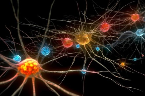 New Insights Into Synaptic Pruning During Brain Development