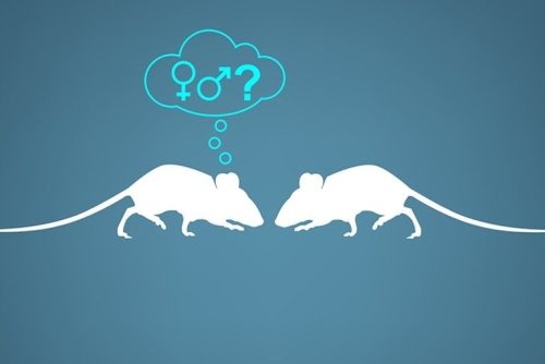 Friend or Foe? How Mice Decide to Make Love or War - Neuroscience News