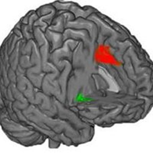 Physical Differences Found in Brains of People Who Respond Either Emotionally or Rationally - Neuroscience News