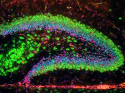Neuroscience News cover image