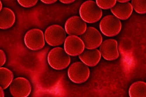 Can Exposure to “Young” Blood Increase Lifespan? - Neuroscience News