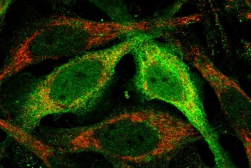 Antioxidants From Mitochondria Protect Cells From Dying - Neuroscience News