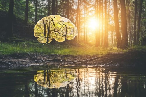 Nature’s Painkiller: How Virtual Scenes Ease Pain in the Brain