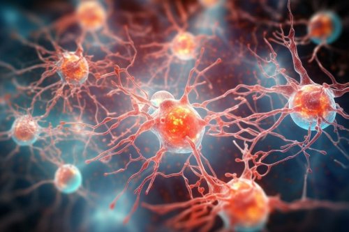 Microglia’s Role in Controlling Anxiety and OCD