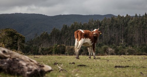 "Smart ranches" of the future may harness power from animal movement