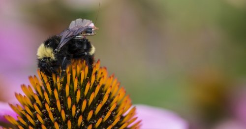 Swarms of bionic bees could monitor farms with electronic backpacks