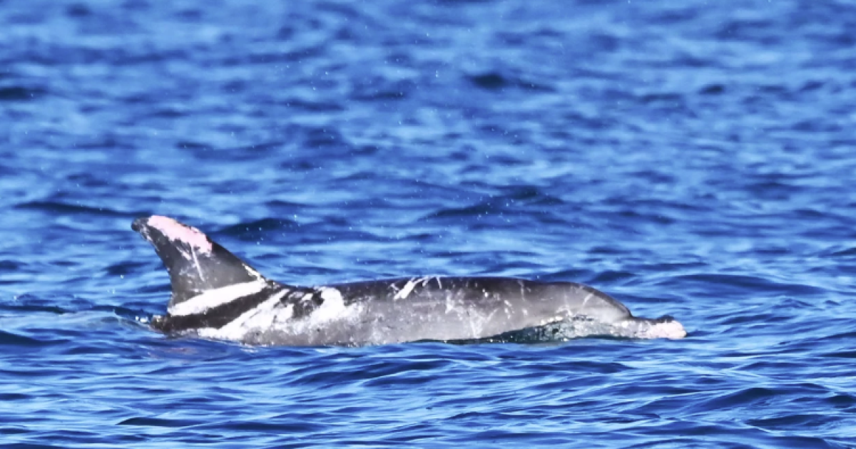 In Aussie first, 'Speckles’ the dolphin shows off extremely rare skin
