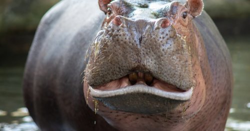 The "cocaine hippos" have become a huge headache for Colombia