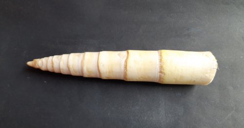 World’s fastest-growing plant is also a surprising superfood