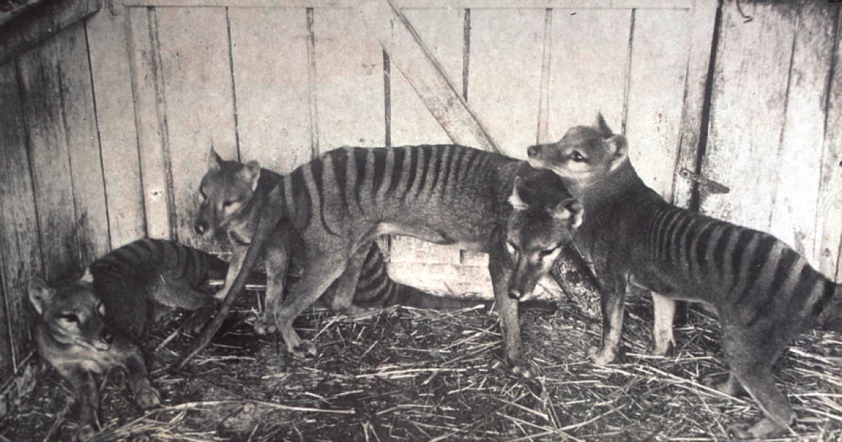 Genome sequence expands on the story of the extinct Tasmanian tiger