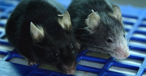 Epigenetic "reboot" reverses aging in mice and could extend lifespan