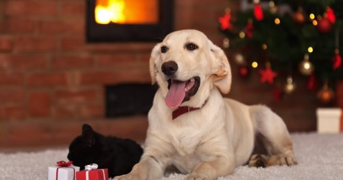 The best gifts for pets and pet lovers 2016