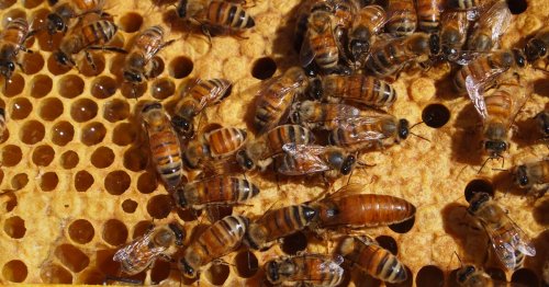 First-ever honeybee vaccine approved by US regulators