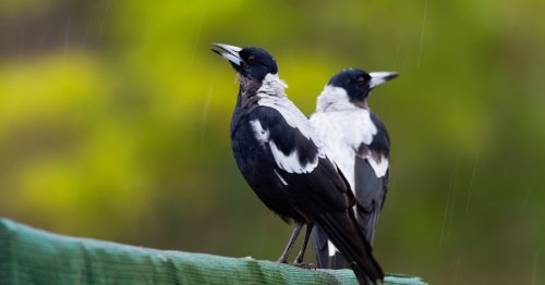Magpies remove tracking devices for each other in rare acts of altruism