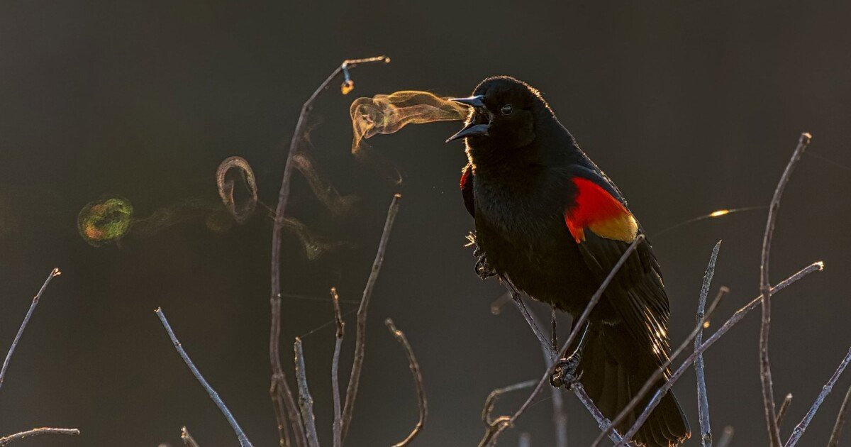 2019 Audubon Photography Awards include new prizes – and plenty of amazing bird pics