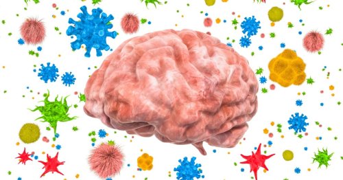 Gut-Brain: How our microbiome influences our brain