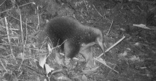 Strange egg-laying mammal casually reappears after a 62-year absence